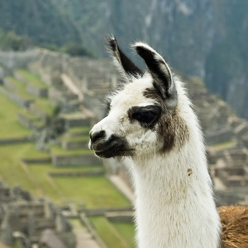 Llama en Machu Picchu